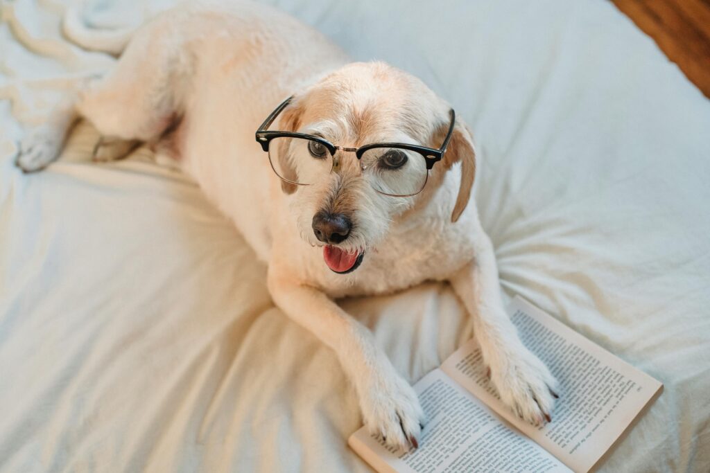 pet friendly accommodation 