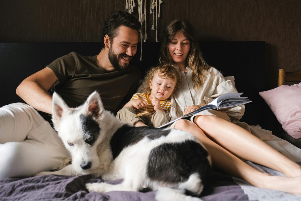 pet friendly accommodation 