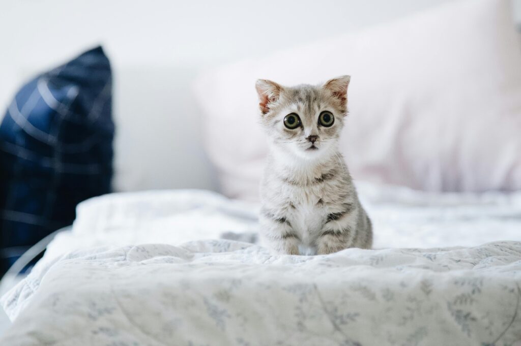pet friendly accommodation 